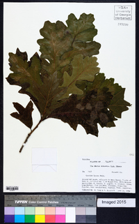 Quercus lyrata image