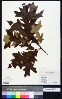 Quercus lyrata image