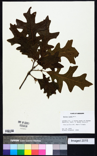 Quercus lyrata image