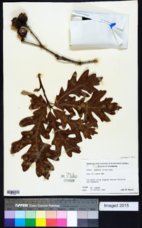 Quercus lyrata image