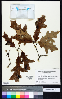 Quercus lyrata image