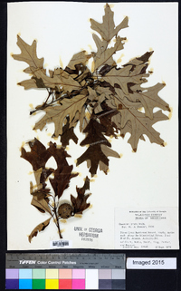 Quercus lyrata image