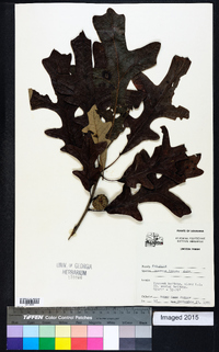 Quercus lyrata image