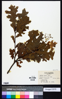 Quercus lyrata image