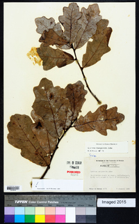 Quercus margaretta image