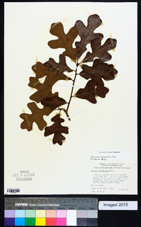 Quercus margaretta image