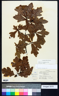 Quercus margaretta image