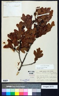 Quercus margaretta image