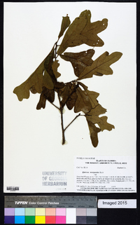 Quercus margaretta image