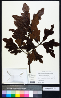 Quercus margaretta image