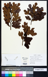 Quercus margaretta image