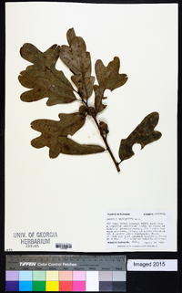 Quercus margaretta image