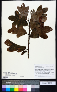 Quercus margaretta image