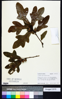 Quercus margaretta image