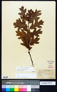 Quercus margaretta image