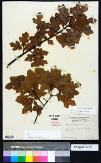 Quercus margaretta image