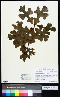 Quercus margarettiae image