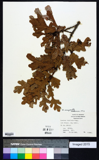 Quercus margarettiae image