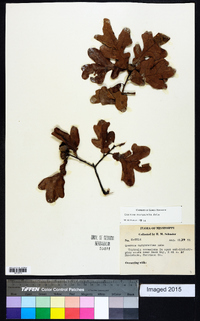 Quercus margaretta image