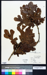 Quercus margaretta image