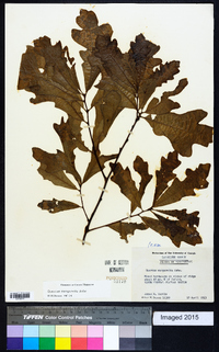 Quercus margaretta image