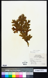 Quercus margaretta image