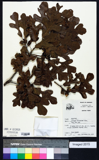 Quercus margaretta image