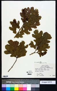 Quercus margarettiae image