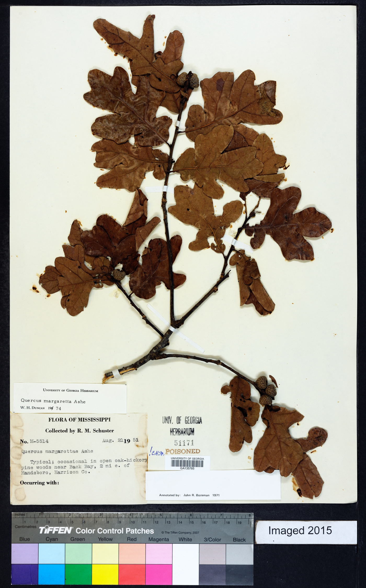 Quercus margarettiae image