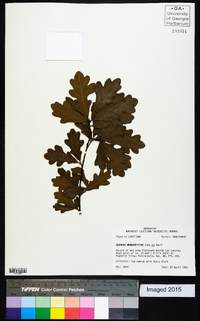 Quercus margarettiae image