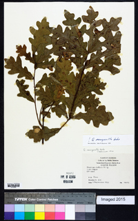 Quercus margarettiae image