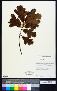 Quercus margarettiae image