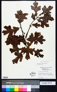 Quercus margarettiae image