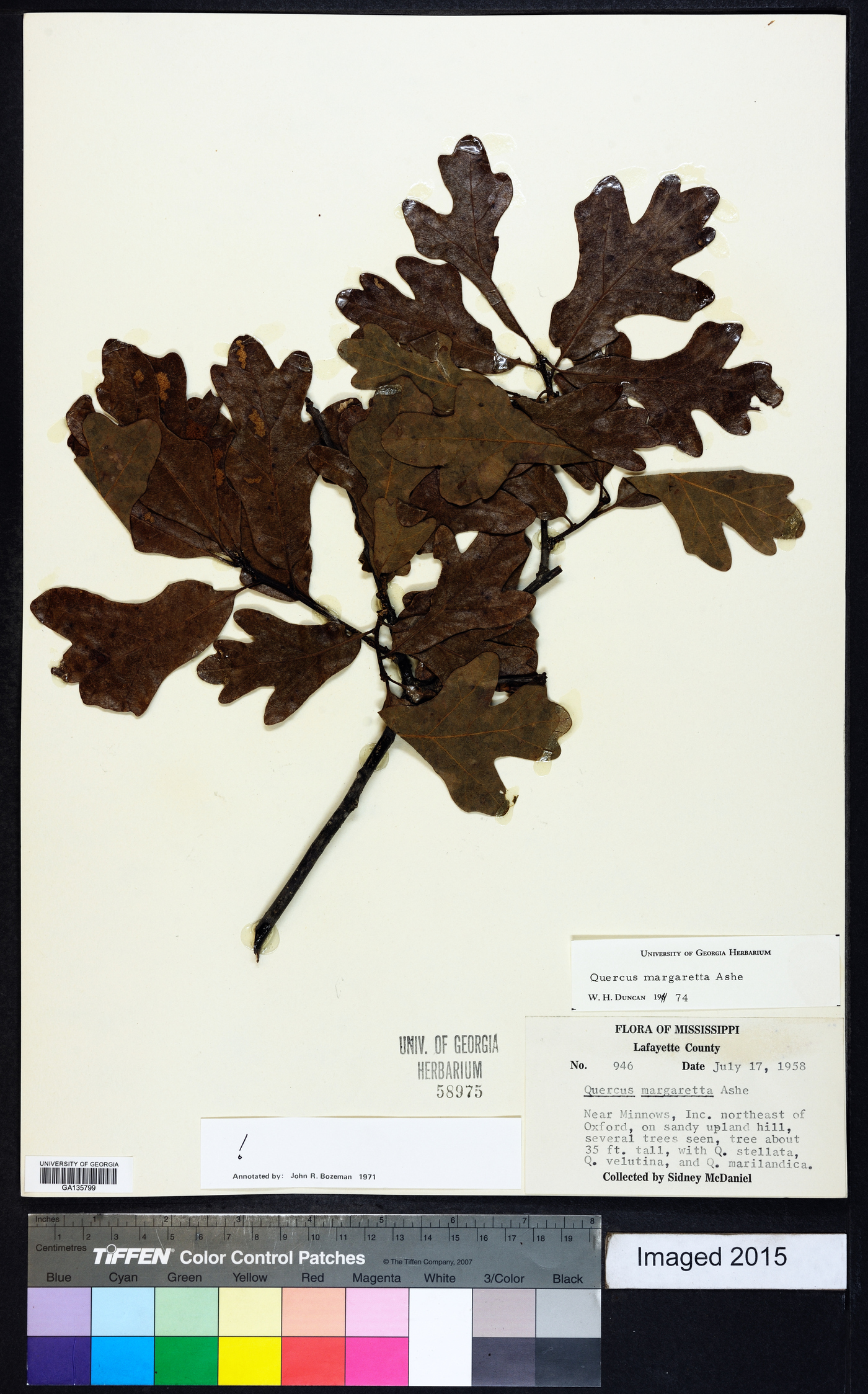 Quercus margarettiae image