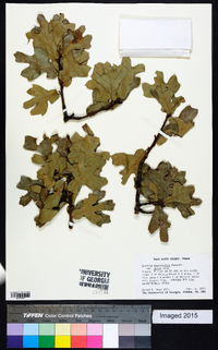 Quercus marilandica var. ashii image