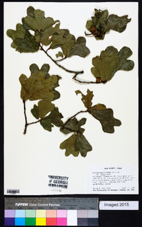 Quercus marilandica var. ashii image