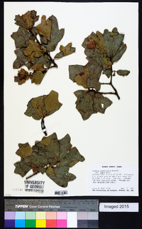 Quercus marilandica var. ashii image