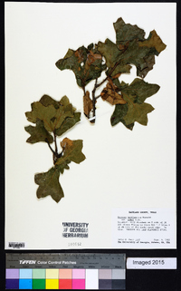 Quercus marilandica var. ashii image