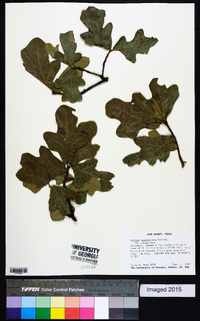 Quercus marilandica var. ashii image