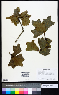 Quercus marilandica var. ashii image