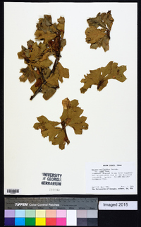 Quercus marilandica var. ashii image