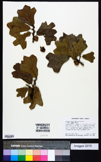 Quercus marilandica var. ashii image