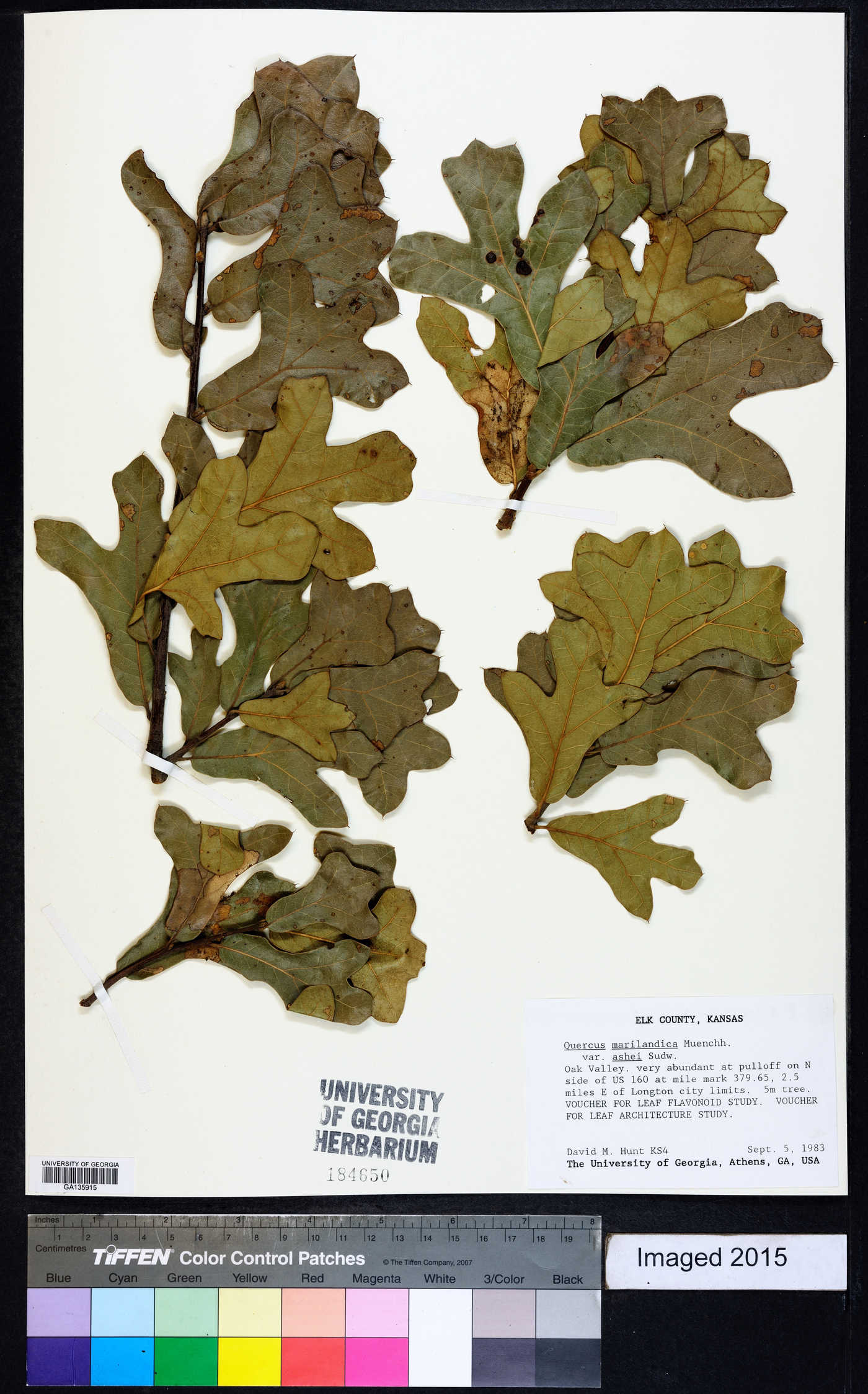 Quercus marilandica var. ashii image