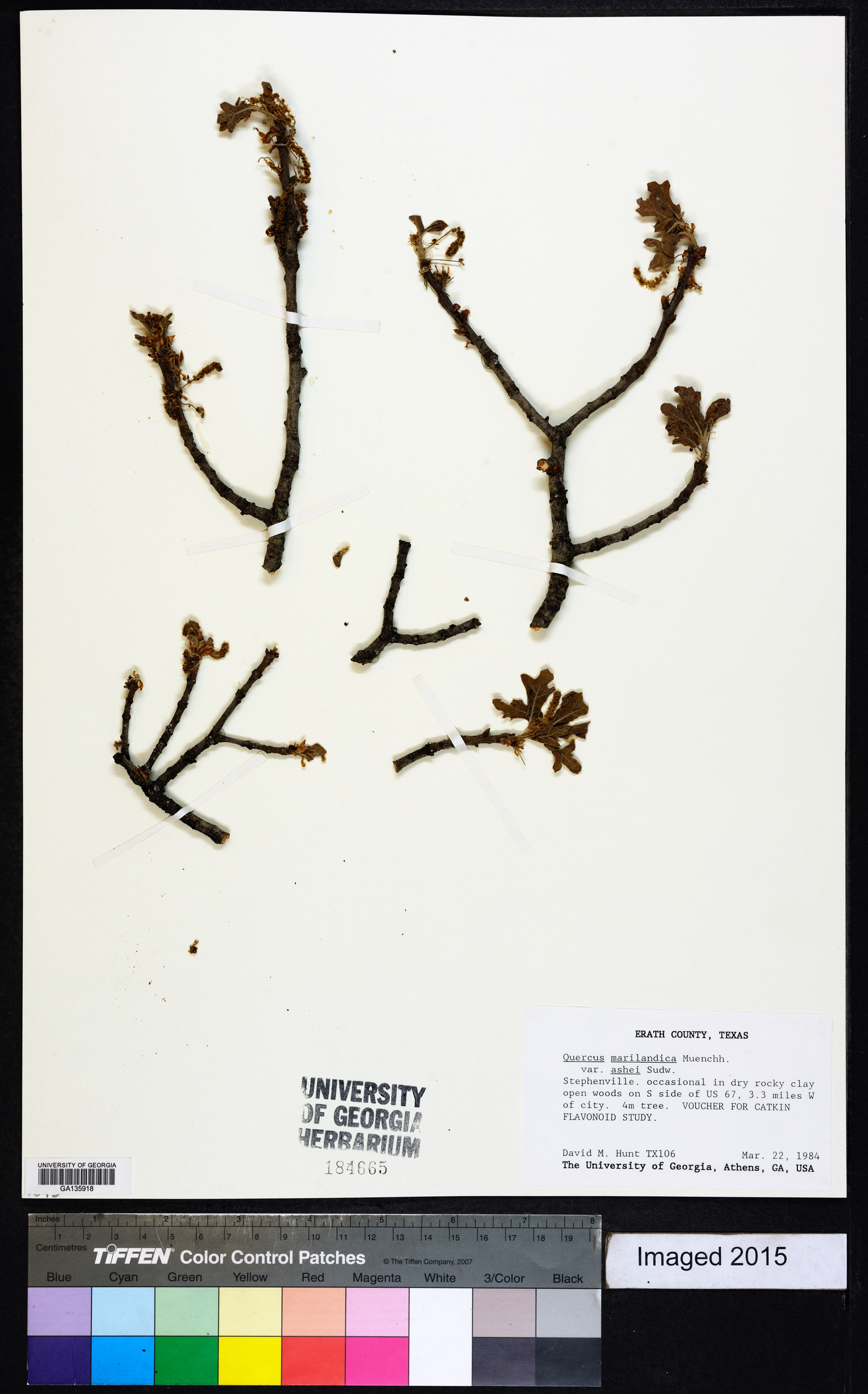 Quercus marilandica var. ashii image