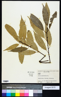 Quercus myrsinifolia image