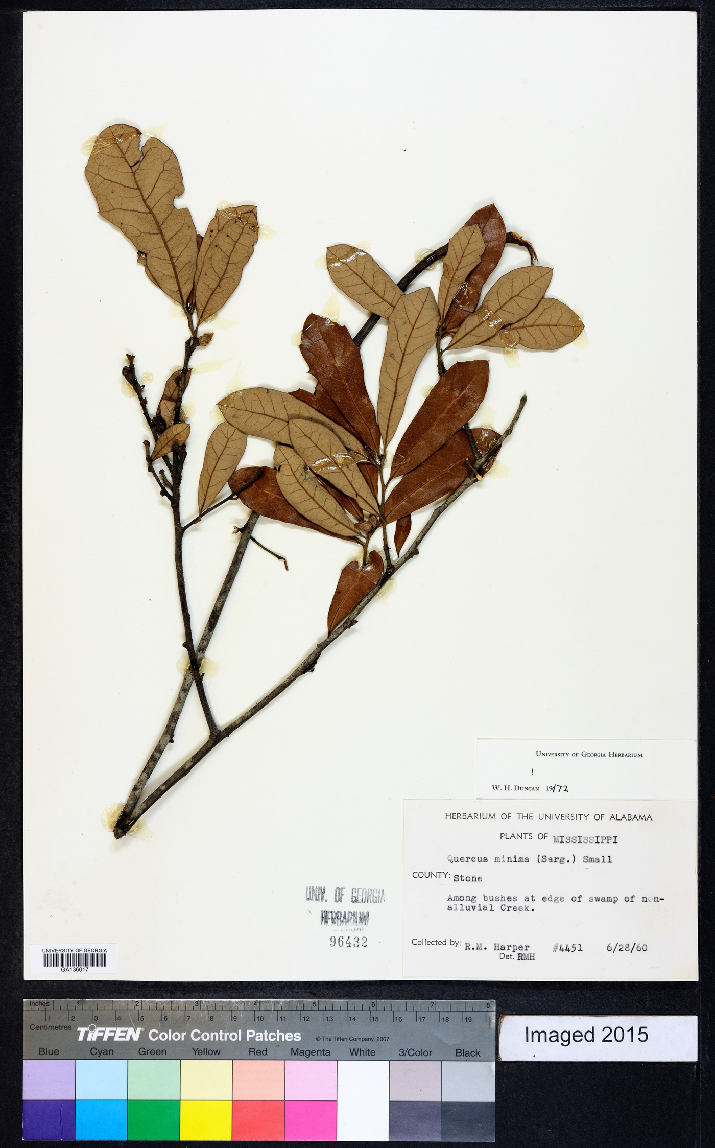 Quercus minima image