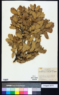 Quercus mohriana image