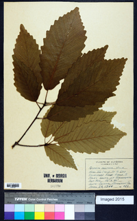 Quercus montana image