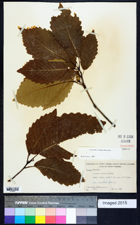 Quercus montana image