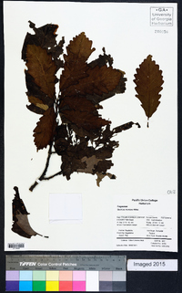 Quercus montana image